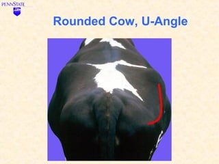 Rounded Cow, U-Angle
 