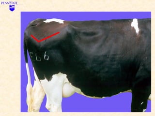 Cows with V-Angle –
              3.0 or Less
• Now let's refine your score of "3 or less,"
  starting with an evaluation ...