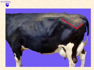 FAQs About A2/A2 Purebred Mini Jersey Registered Milk Cows ...