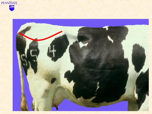Monitoring Of Body Condition In Dairy Cows To Assess Disease – YMSEJ