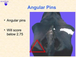Angular Pins

• Angular pins

• Will score
  below 2.75
 