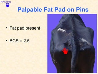 Palpable Fat Pad on Pins

• Fat pad present

• BCS = 2.5
 