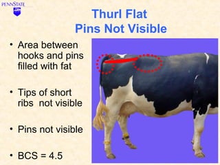 Thurl Flat
                Pins Not Visible
• Area between
  hooks and pins
  filled with fat

• Tips of short
  ribs not visible

• Pins not visible

• BCS = 4.5
 