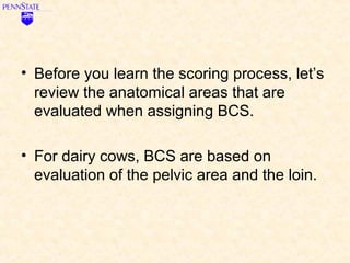 • Before you learn the scoring process, let’s
  review the anatomical areas that are
  evaluated when assigning BCS.

• For dairy cows, BCS are based on
  evaluation of the pelvic area and the loin.
 
