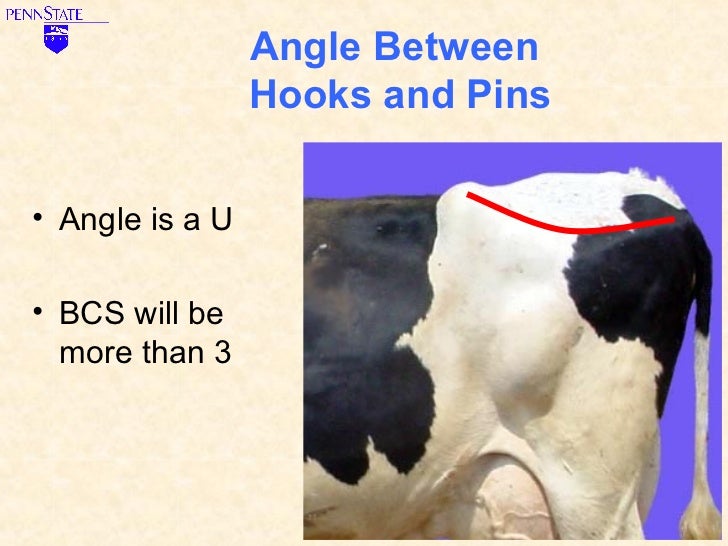 Learn to Score Body Condition for Dairy Cows