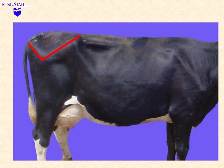 Learn to Score Body Condition for Dairy Cows