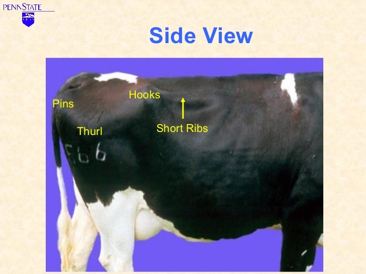 Learn to Score Body Condition for Dairy Cows