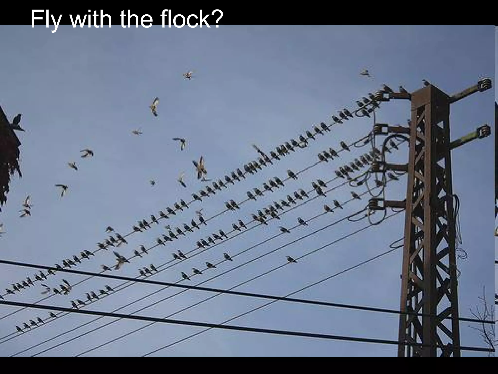 Fly with the flock? 