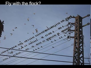 Fly with the flock? 
