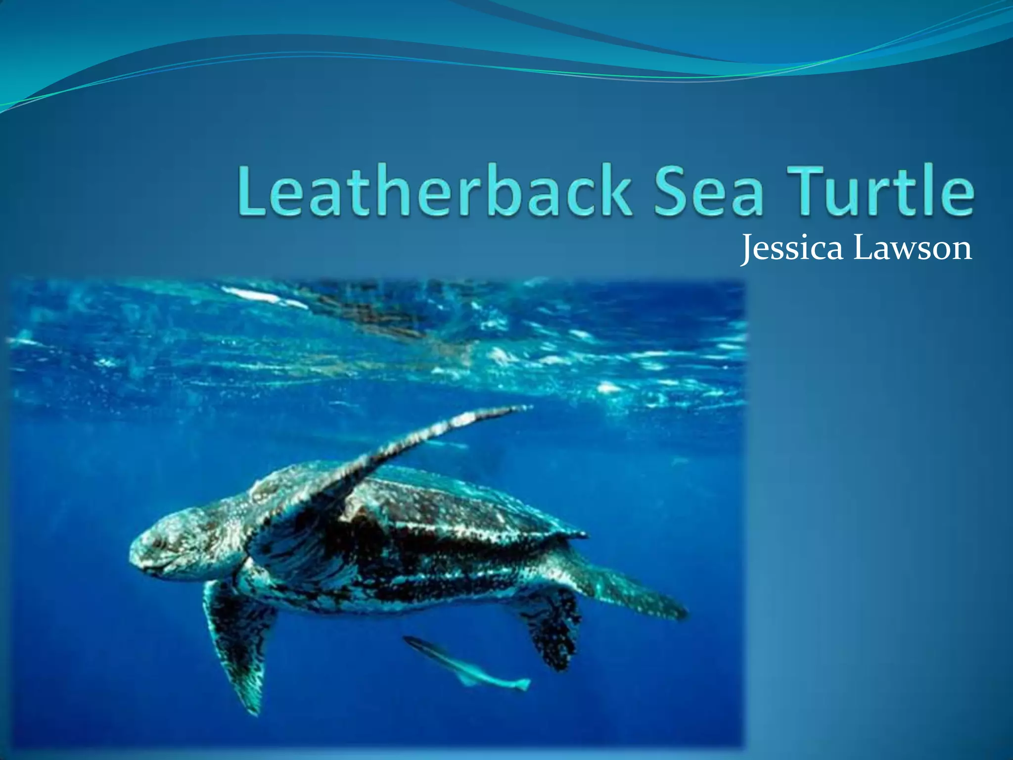 leatherback-sea-turtle-ppt