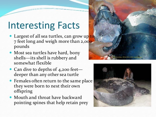Leatherback sea turtle