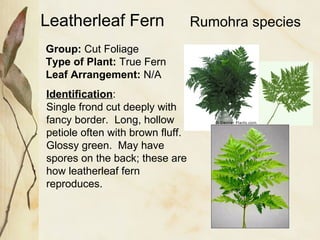 Leatherleaf Fern Group:  Cut Foliage Type of Plant:  True Fern Leaf Arrangement:  N/A Identification : Single frond cut deeply with fancy border.  Long, hollow petiole often with brown fluff.  Glossy green.  May have spores on the back; these are how leatherleaf fern reproduces. Rumohra species 