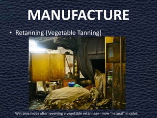 MANUFACTURE
• Retanning (Vegetable Tanning)




 Wet blue hides after receiving a vegetable retannage - now "natural" in color.
 