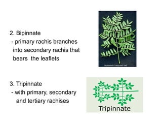 2. Bipinnate
- primary rachis branches
 into secondary rachis that
 bears the leaflets



3. Tripinnate
- with primary, secondary
   and tertiary rachises
 