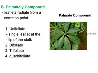 B. Palmately Compound
- leaflets radiate from a
  common point

  1. Unifoliate
  - single leaflet at the
    tip of the stalk
  2. Bifoliate
  3. Trifoliate
  4. quadrifoliate
 