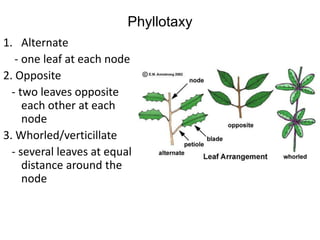 Phyllotaxy
1. Alternate
   - one leaf at each node
2. Opposite
  - two leaves opposite
     each other at each
     node
3. Whorled/verticillate
  - several leaves at equal
     distance around the
     node
 