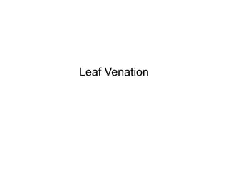Leaf Venation
 