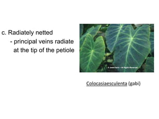 c. Radiately netted
   - principal veins radiate
     at the tip of the petiole




                                 Colocasiaesculenta (gabi)
 