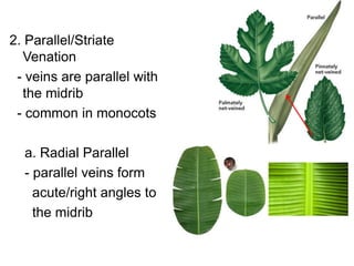 2. Parallel/Striate
  Venation
 - veins are parallel with
  the midrib
 - common in monocots

  a. Radial Parallel
  - parallel veins form
    acute/right angles to
    the midrib
 