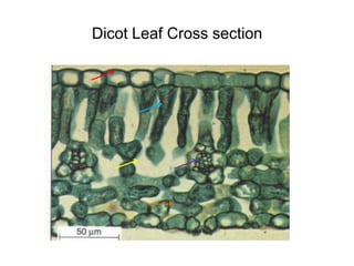 Dicot Leaf Cross section
 