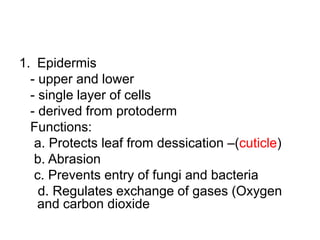 1. Epidermis
  - upper and lower
  - single layer of cells
  - derived from protoderm
  Functions:
   a. Protects leaf from dessication –(cuticle)
   b. Abrasion
   c. Prevents entry of fungi and bacteria
    d. Regulates exchange of gases (Oxygen
    and carbon dioxide
 