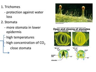 1. Trichomes
   - protection against water
     loss
2. Stomata
   - more stomata in lower
     epidermis
   - high temperatures
   - high concentration of CO2
        close stomata
 