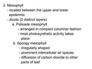 2. Mesophyll
   - located between the upper and lower
     epidermis
   - dicots (2 distinct layers)
       a. Palisade mesophyll
           - arranged in compact columnar fashion
           - most photosynthetic activity takes
              place
        b. Spongy mesophyll
            - irregularly shaped
            - prominent intercellular air spaces
            - diffussion of carbon dioxide to other
              parts of leaf
 