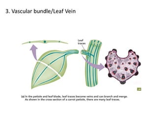 3. Vascular bundle/Leaf Vein
 
