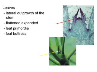 Leaves
- lateral outgrowth of the
  stem
- flattened,expanded
- leaf primordia
- leaf buttress
 