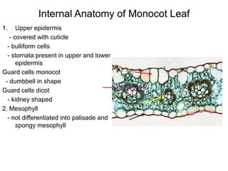 Internal Anatomy of Monocot Leaf
1.    Upper epidermis
   - covered with cuticle
  - bulliform cells
  - stomata present in upper and lower
      epidermis
Guard cells monocot
 - dumbbell in shape
Guard cells dicot
  - kidney shaped
2. Mesophyll
  - not differentiated into palisade and
      spongy mesophyll
 