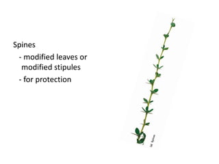 Spines
 - modified leaves or
  modified stipules
 - for protection
 