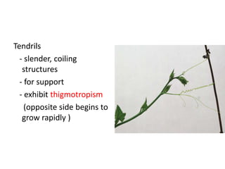 Tendrils
  - slender, coiling
   structures
  - for support
  - exhibit thigmotropism
    (opposite side begins to
   grow rapidly )
 