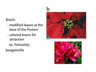 b
Bracts
 - modified leaves at the
   base of the flowers
 - colored bracts for
   attraction
   ex. Poinsettia
bougainvilla
 