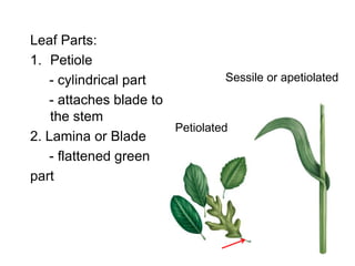 Leaf Parts:
1. Petiole
   - cylindrical part            Sessile or apetiolated
   - attaches blade to
    the stem
                       Petiolated
2. Lamina or Blade
   - flattened green
part
 