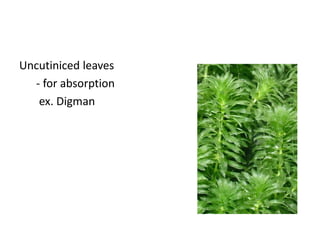 Uncutiniced leaves
  - for absorption
   ex. Digman
 
