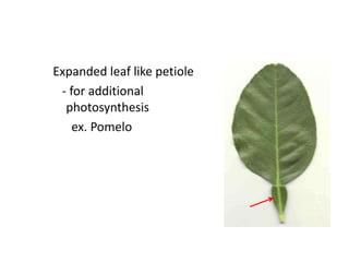 Expanded leaf like petiole
 - for additional
  photosynthesis
    ex. Pomelo
 