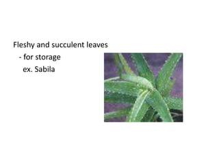 Fleshy and succulent leaves
  - for storage
    ex. Sabila
 