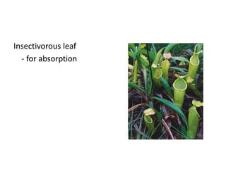 Insectivorous leaf
  - for absorption
 