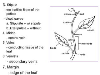 3. Stipule
- two leaflike flaps of the
   petiole
- dicot leaves
   a. Stipulate – w/ stipule
   b. Exstipulate – without
4. Midrib
   - central vein
5. Veins
   - conducting tissue of the
   leaf
6. Veinlets
   - secondary veins
7. Margin
    - edge of the leaf
 