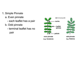 1. Simple Pinnate
   a. Even pinnate
     - each leaflet has a pair
   b. Odd pinnate
     - terminal leaflet has no
        pair
 