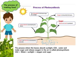 Leaves | PDF
