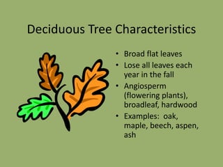 leaves.ppt