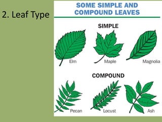 leaves.ppt