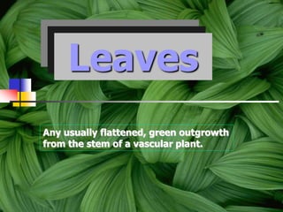 Leaves
Any usually flattened, green outgrowth
from the stem of a vascular plant.
 