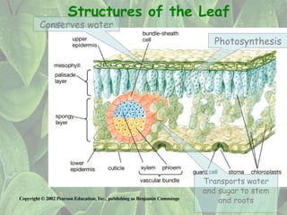 Comprehensive Overview of Leaf Structure, Function, and Adaptations in ...