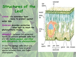 Comprehensive Overview of Leaf Structure, Function, and Adaptations in ...