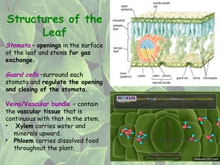 Comprehensive Overview of Leaf Structure, Function, and Adaptations in ...