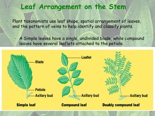 Leaf Unit Examples Comprehensive Overview of Leaf Structure, Function, and Adaptations in ...