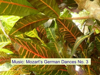 Music: Mozart’s German Dances No. 3
 