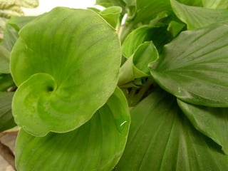 Beautiful Leaves #2/2